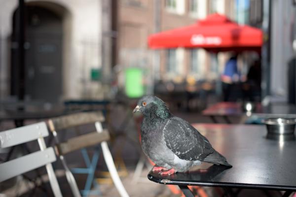 fat pigeon