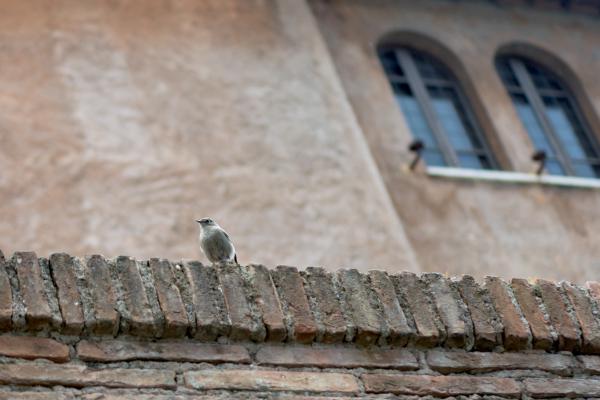 bird on a wall