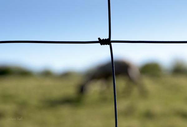 fenced