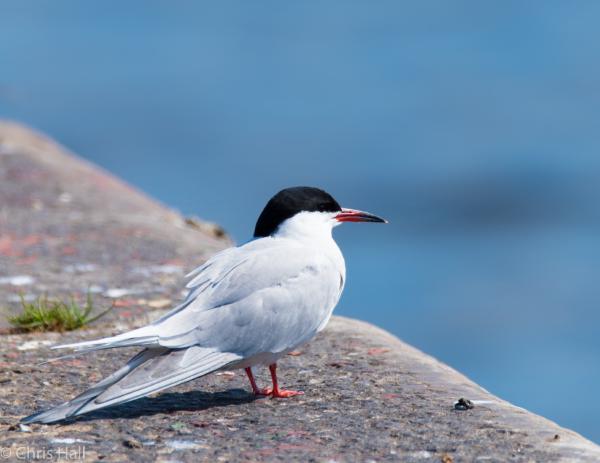 arctic tern