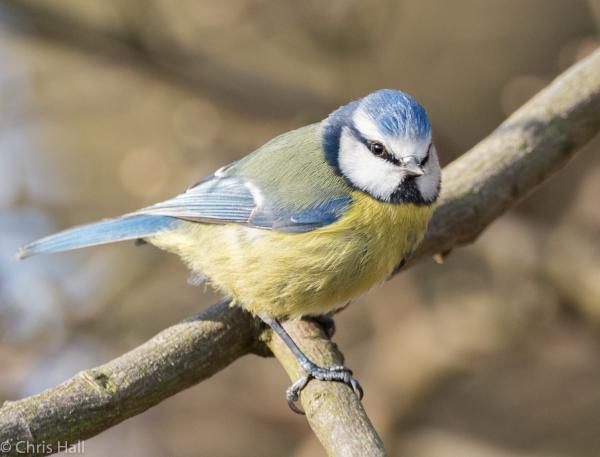 blue tit