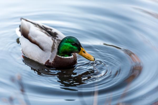 botanics duck