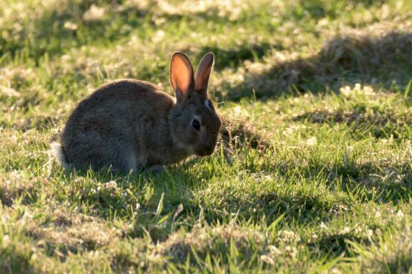 bunny rabbit