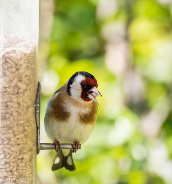 feeding goldfinch