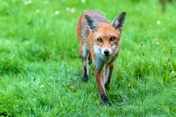 fox