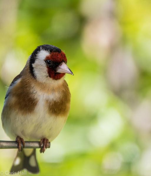 goldfinch