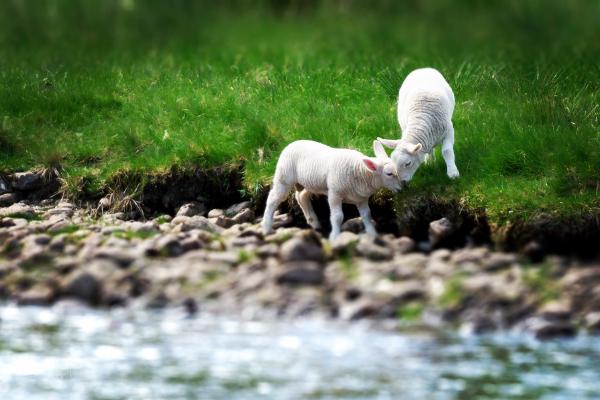 grazing sheep