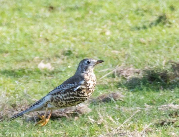 mistle thrush