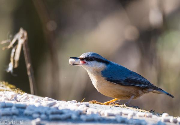 nuthatch with a pellet