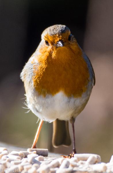posing robin