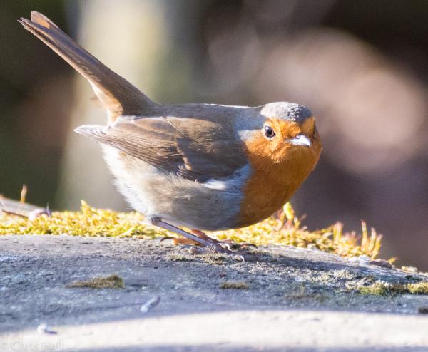 robin 1