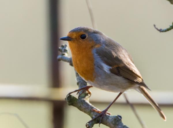 robin on a perch