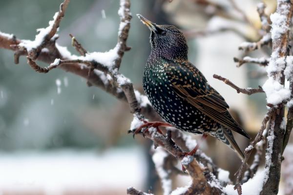 snow sparrow