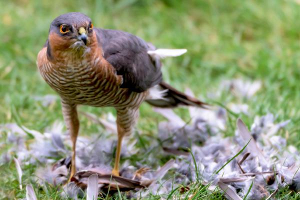 sparrow hawk eating