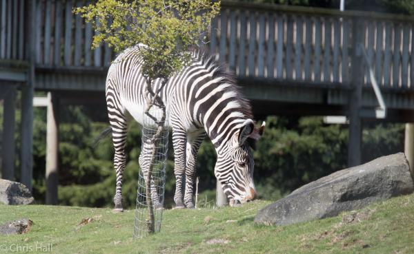 zebra